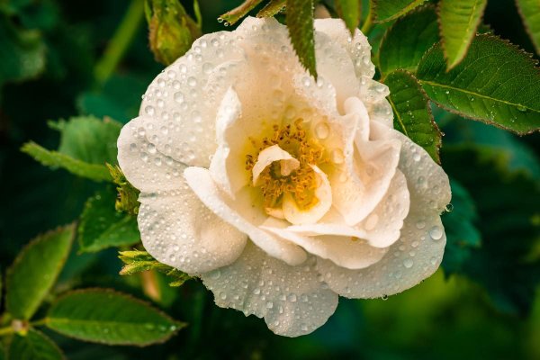 ALTEYA – Bio-Weißrosenblütenwasser mit Rose Alba 120ml